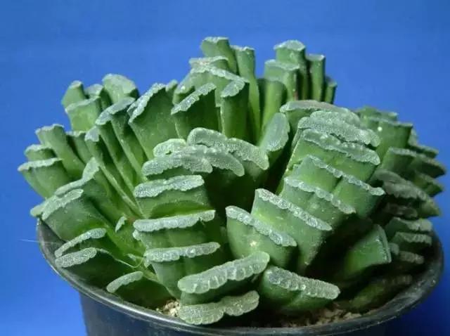 推荐轻松玩转100种常见多肉植物,700种多肉植物图鉴pdf百度云