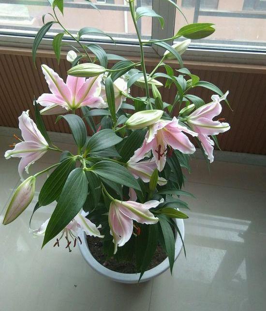 盆栽香水百合怎么养才能更旺盛,香水百合养花的技巧