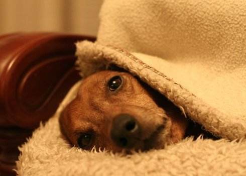 狗狗感冒了怎么办又不吃东西,狗狗感冒怎么办不用药