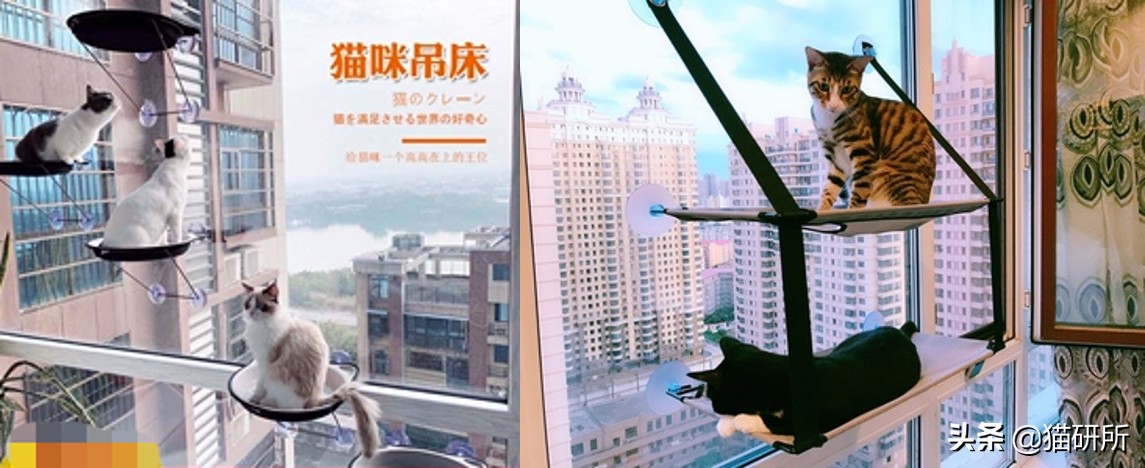 猫咪省钱好物维生素,猫咪必买的10种单品