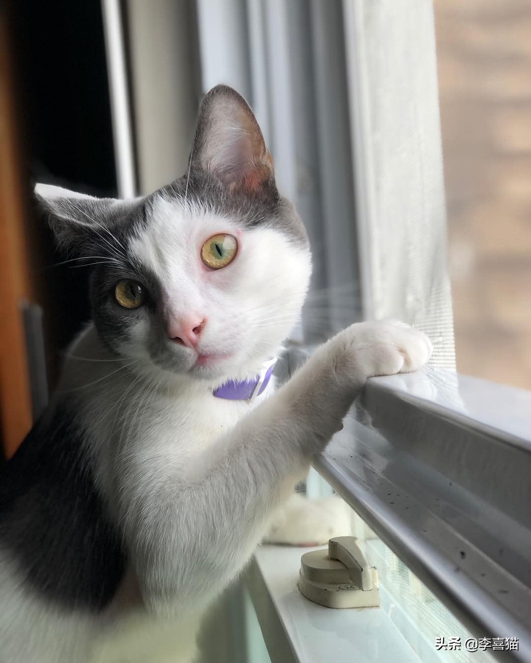 陪猫咪玩的方式,陪猫咪玩球怎么玩