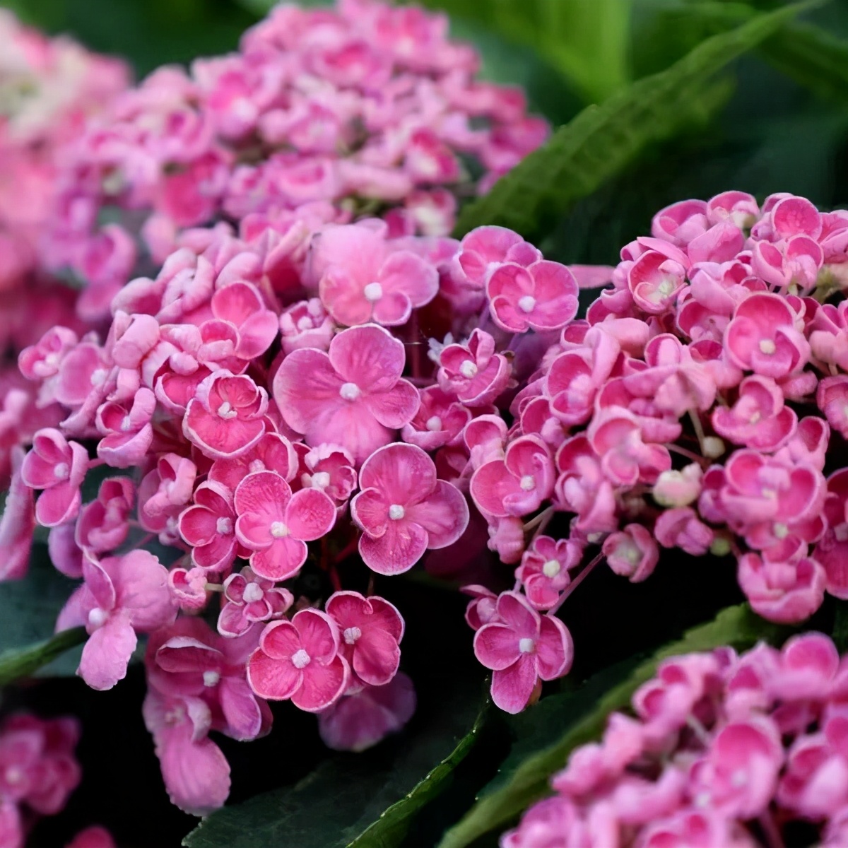 一加仑绣球长几年能长大,绣球扦插苗如何让其快速长大