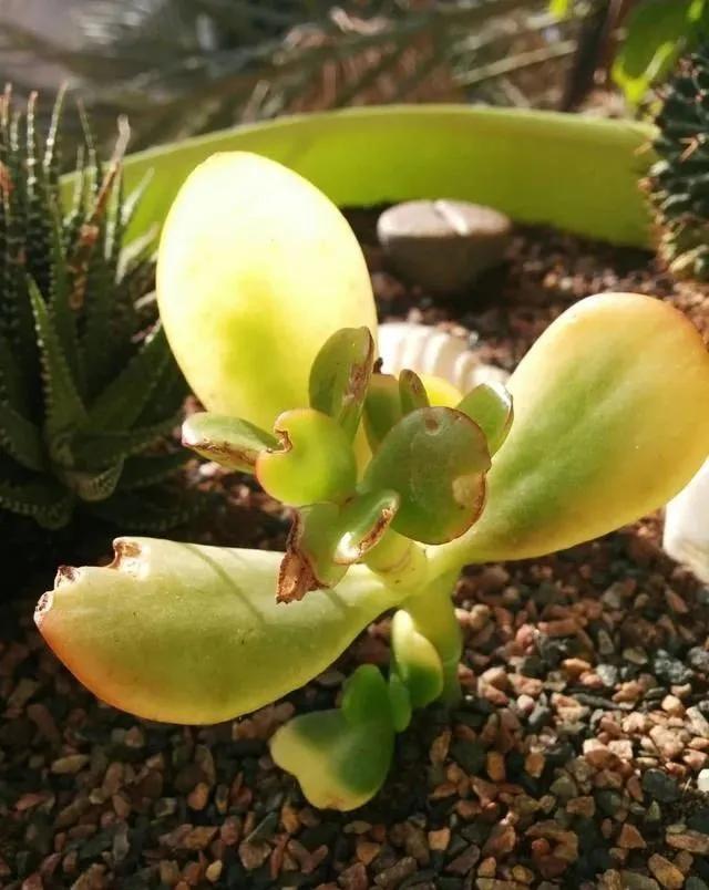 玉树最怕晒什么,玉树最怕冻几年