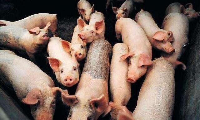 治疗猪喘气哪个药最好,什么中药防治猪咳喘效果好