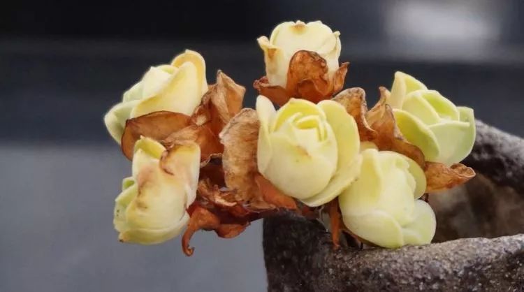 黄玫瑰这么美的风景惊艳到你了吗,优雅漂亮的黄玫瑰图片