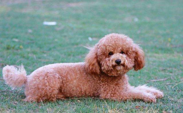 纯种泰迪犬和串串泰迪犬,纯种泰迪犬的6大特点