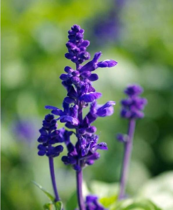 网购的植物好看又好养活的有哪些,网上买什么植物好看好养