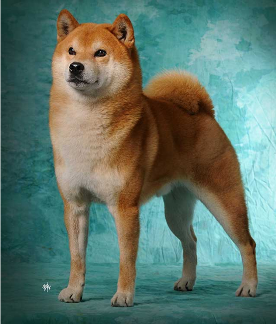 世上最漂亮的十种狗,最名贵的狗叫什么名字