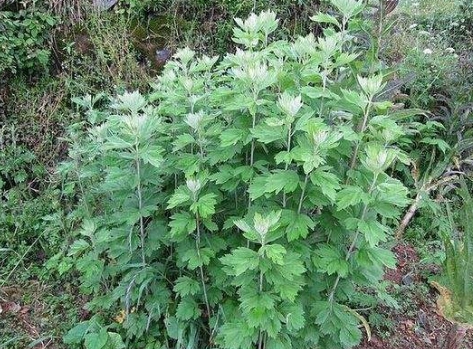 驱逐螨虫,艾草来帮忙。