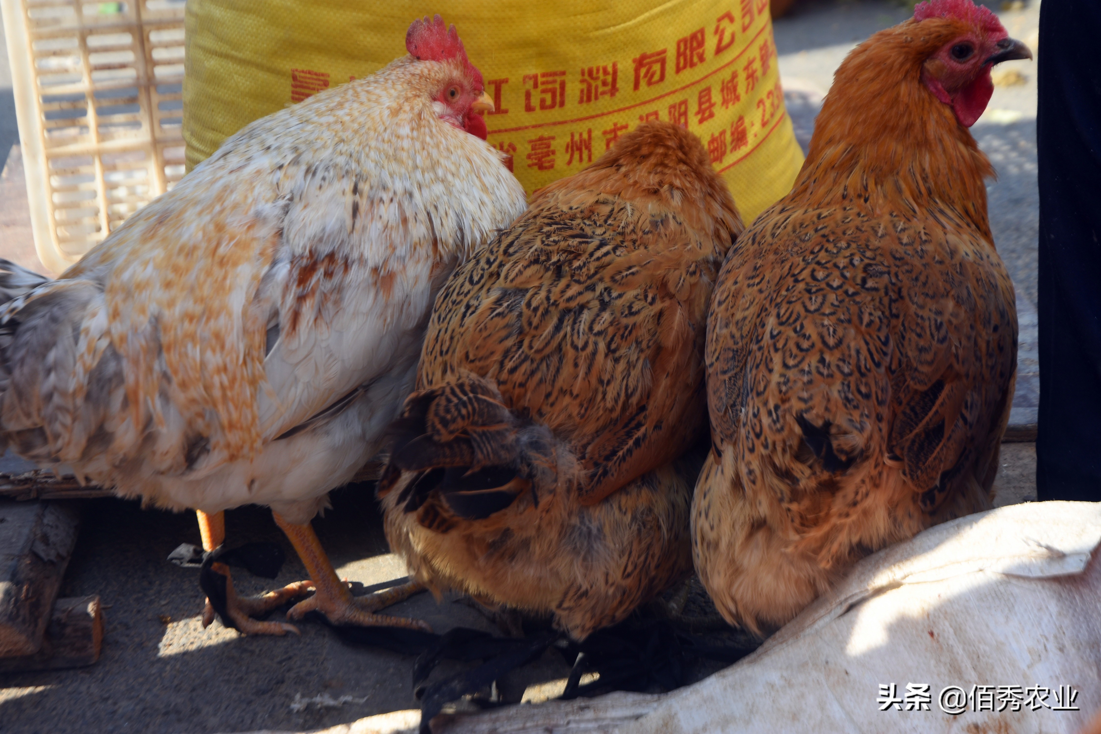 农村散养土鸡100元一只,农村散养土鸡当前价格150元两只