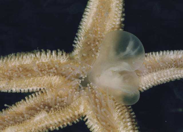 海星吐出自己的胃,海星进食吐出自己的胃视频