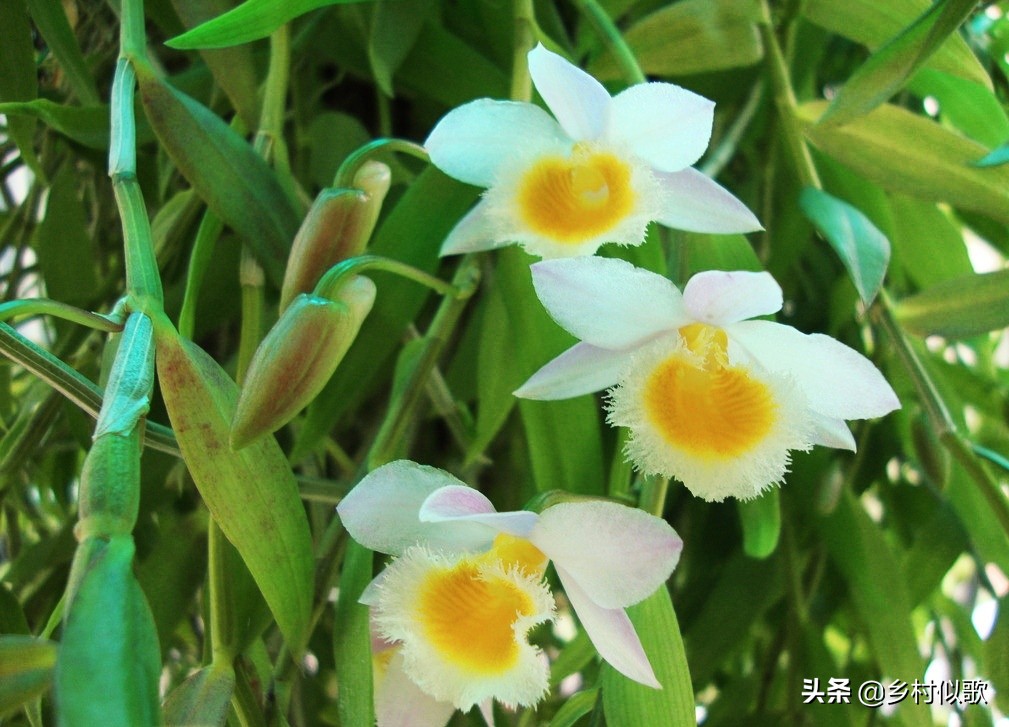 野生石斛和人工养殖石斛图片,深山奇花异草