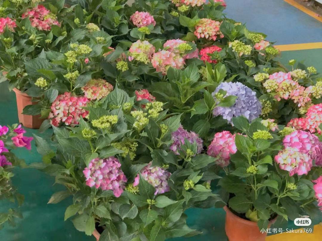 昆明春天赏花航拍,昆明添一赏花打卡点