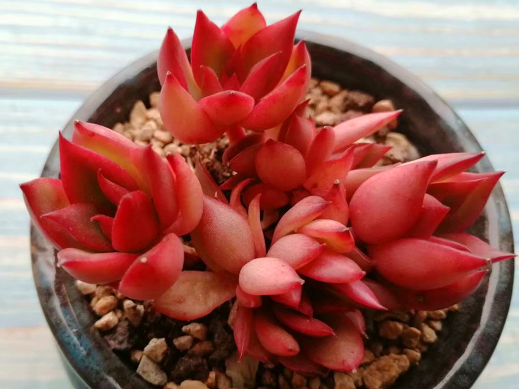 多肉小苗不值钱,多肉贵货夏天怎么养