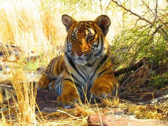 老虎谷的现状,南非老虎谷华南虎野化现状