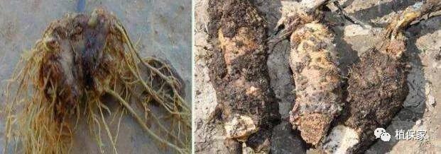 得了根腐病的土如何处理,得了根腐病需要打什么药