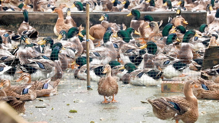 耕地违建养殖场,农村在耕地建养殖场算违建吗