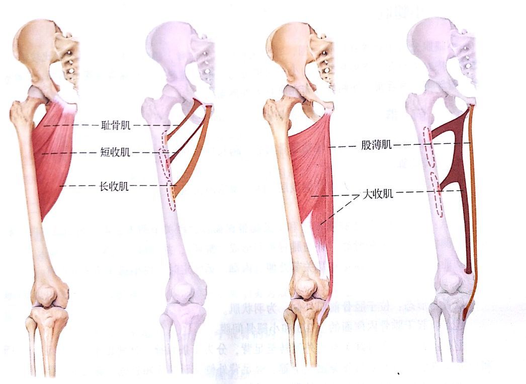 膝关节内侧按压疼,膝关节内侧突发有个包