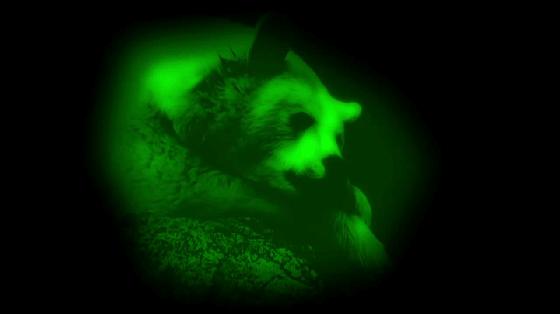 熊为什么会在冬天冬眠解答,熊要冬眠吗熊在什么季节开始冬眠