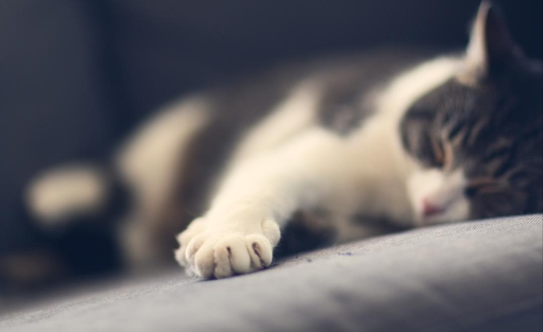 猫咪结膜炎眼球颜色有变化了,猫咪异瞳生病后眼睛变色