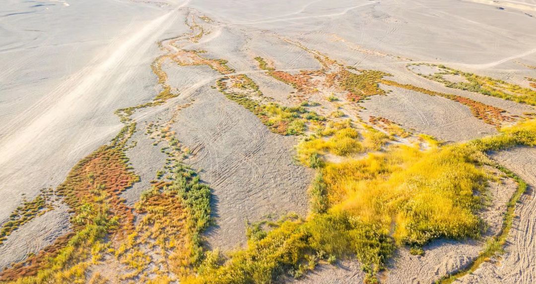 清真大盘鸡为什么贵,新疆大盘鸡到底好不好