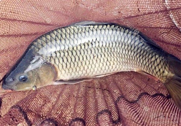 大板鲫饵料和疯钓鲫饵料哪个好,疯钓鲫本味是粗颗粒饵料吗