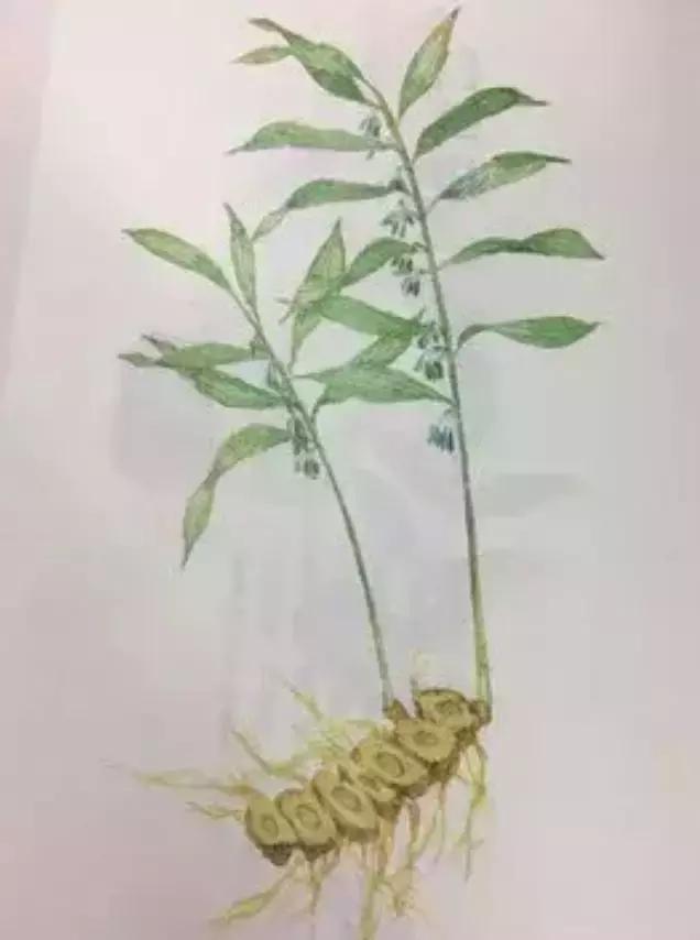 秦地无闲草,秦地无闲草作用