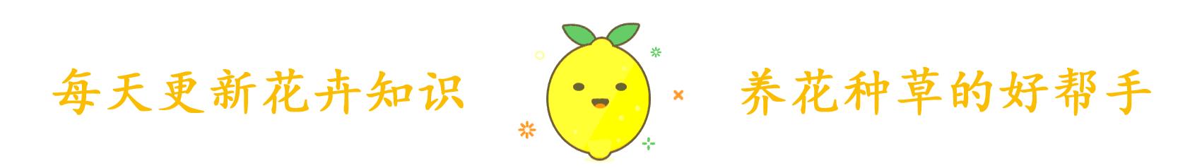 家里摆什么绿植比较好吸附甲醛,哪些盆栽吸附甲醛少一些