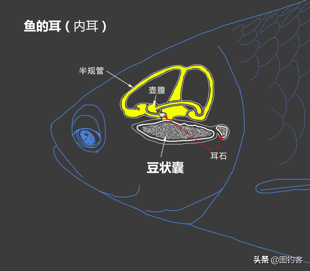 “口眼耳鼻鳃”|鱼类索饵捕食不止靠五官,还掌握生物脉冲技术