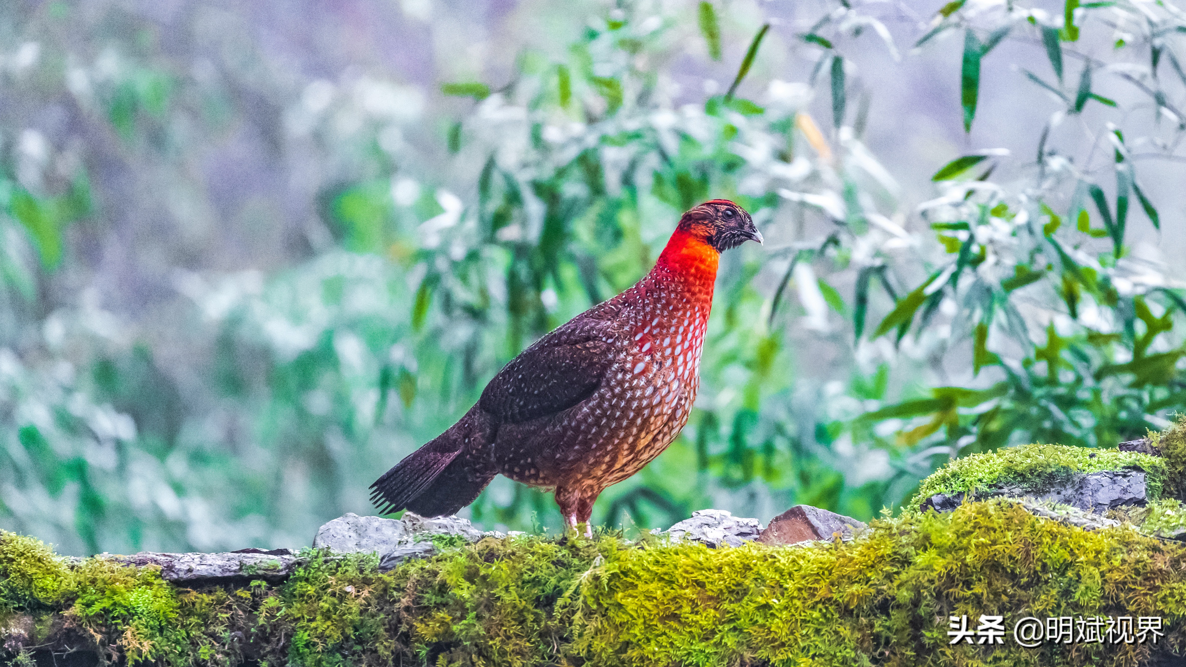 南川红腹角雉图片,重庆南川红腹角雉拍摄点