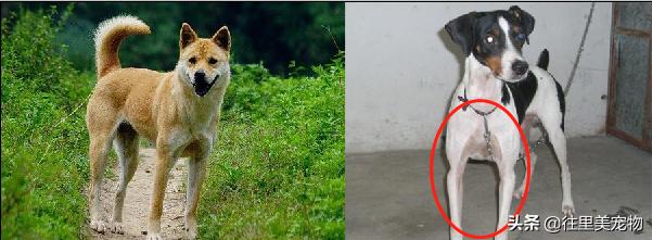 中国唯一被承认的猎犬,中国常见的猎犬