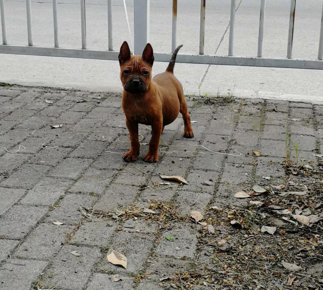 重庆九龙坡川东猎犬基地,川东重庆犬