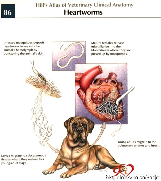 狗狗被蚊子叮咬后什么样子,狗狗被蚊虫叮咬之后怎么处理
