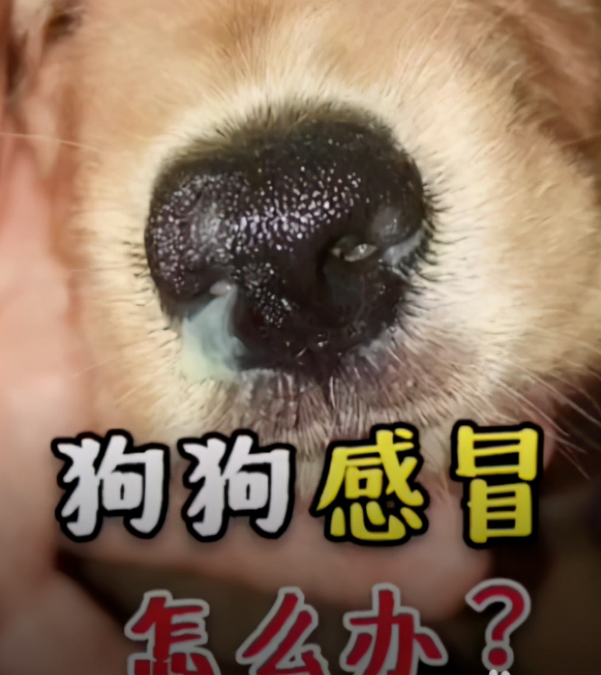 狗狗感冒了怎么办小视频,狗狗感冒什么症状