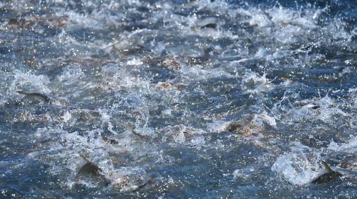 鱿鱼丝当零食有什么坏处,干鱿鱼丝可以当零食吃吗