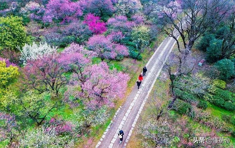 别致茶点，花样紫砂…这个省份真是“苏”到家了