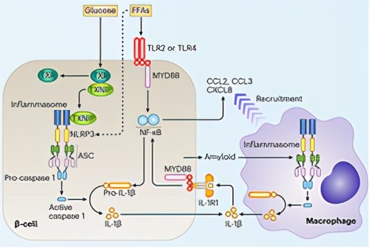 nature重磅揭秘人类抗击糖尿病历史,nature十大科学进展
