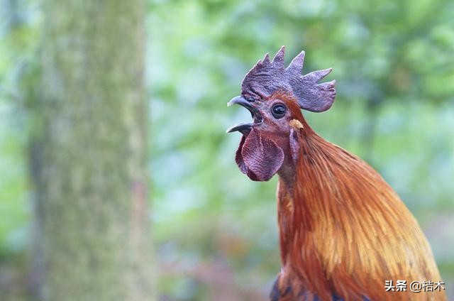 李时珍称它药鸡，一年只能长3斤，你见过吗？