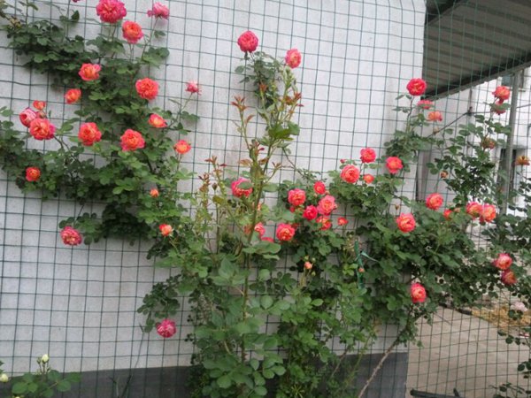 庭院小型藤本月季推荐,适合阴面阳台的3款藤本月季