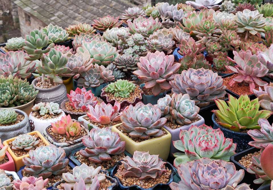 好看又好养的盆花,人养花也养人