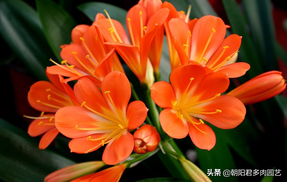 现在君子兰怎么养,现在的君子兰怎么养小技巧