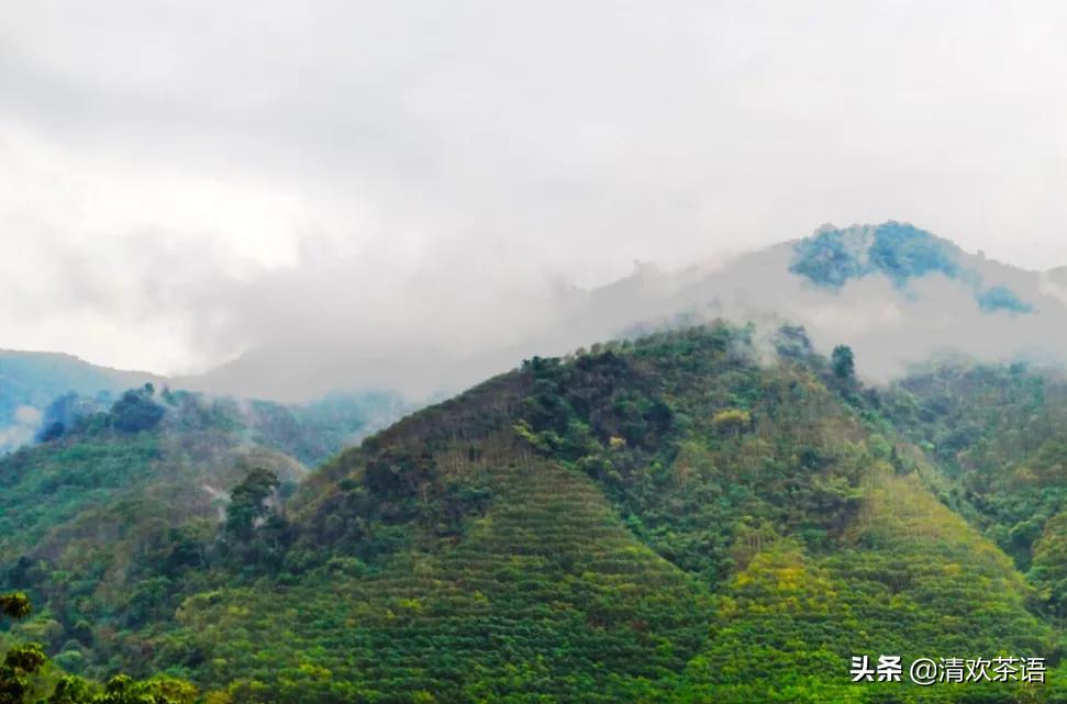 「春访茗山寻味江湖」茗山兵器谱之“七星龙泉剑”——倚邦曼松