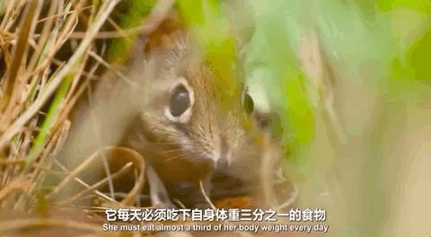 豆瓣9.6！娃刷到停不下来，还能看出人生大道理