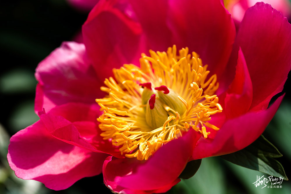 上海国际花展一览表,上海国际花展一览