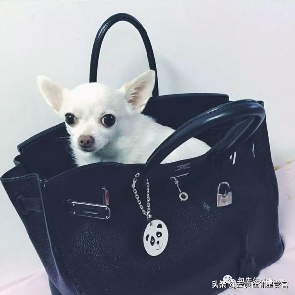 大家的包包和宠物,都太可爱了!