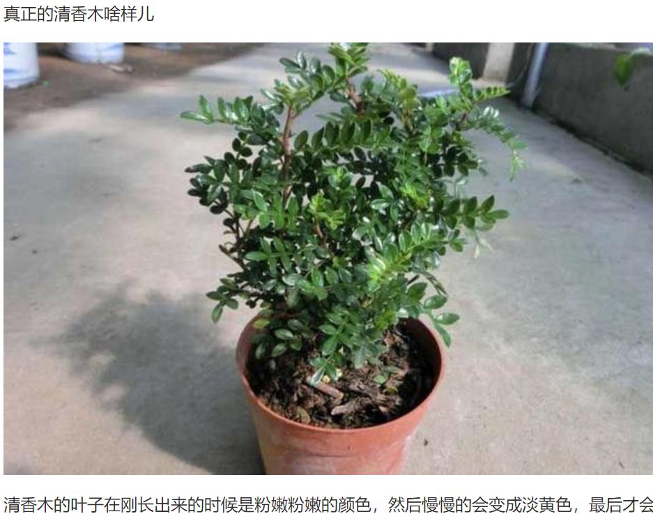 科普：清香木？胡椒木？如何区分大揭秘！十有八九你上当了