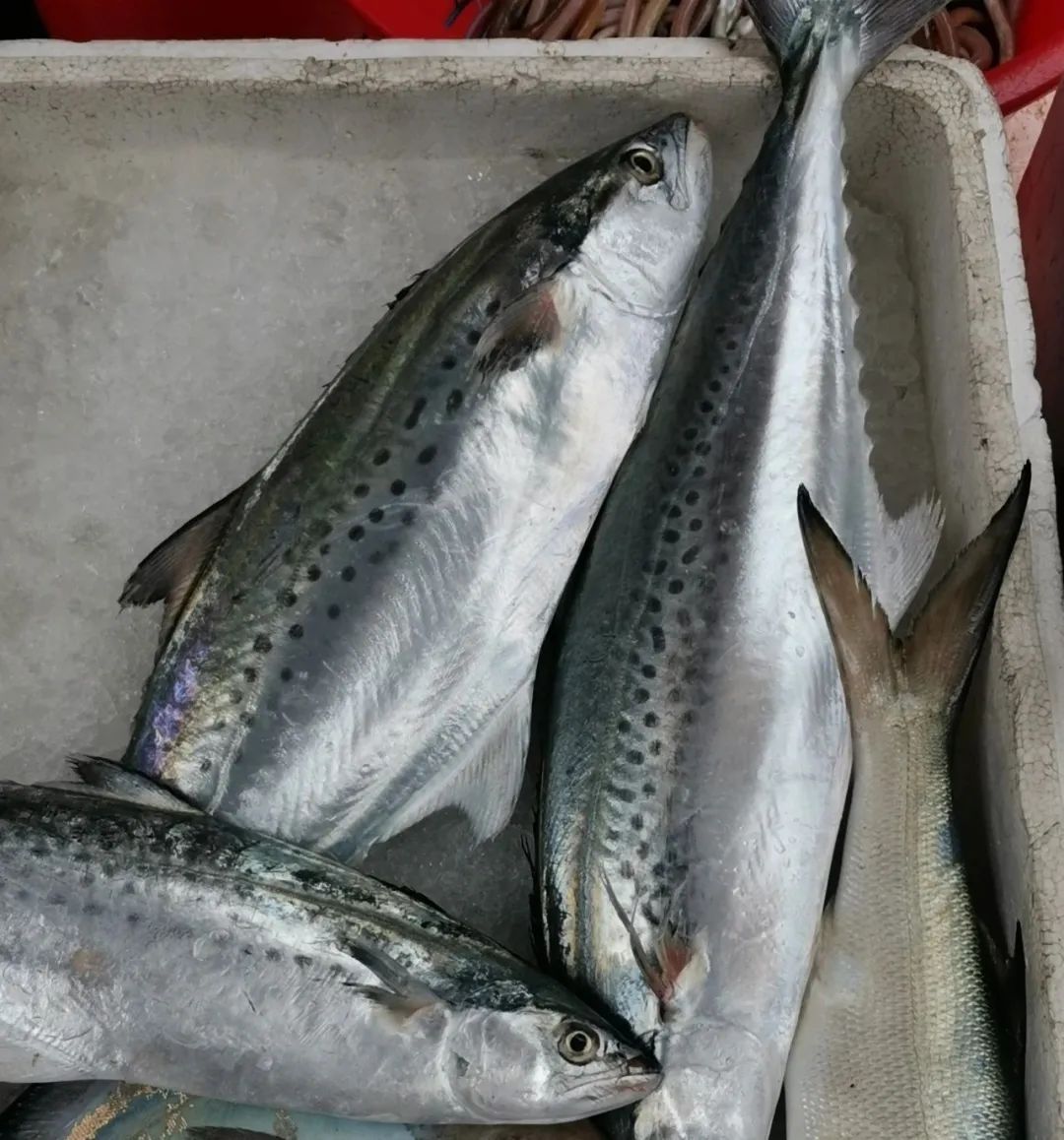 开海季都有什么海鲜,开海了这些生猛海鲜