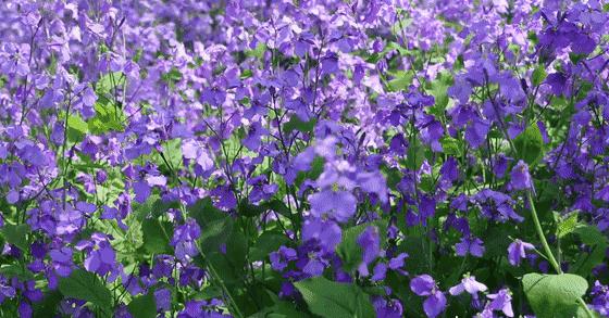 你是几月出生就注定你是什么性格,每月用什么花来代表人的性格