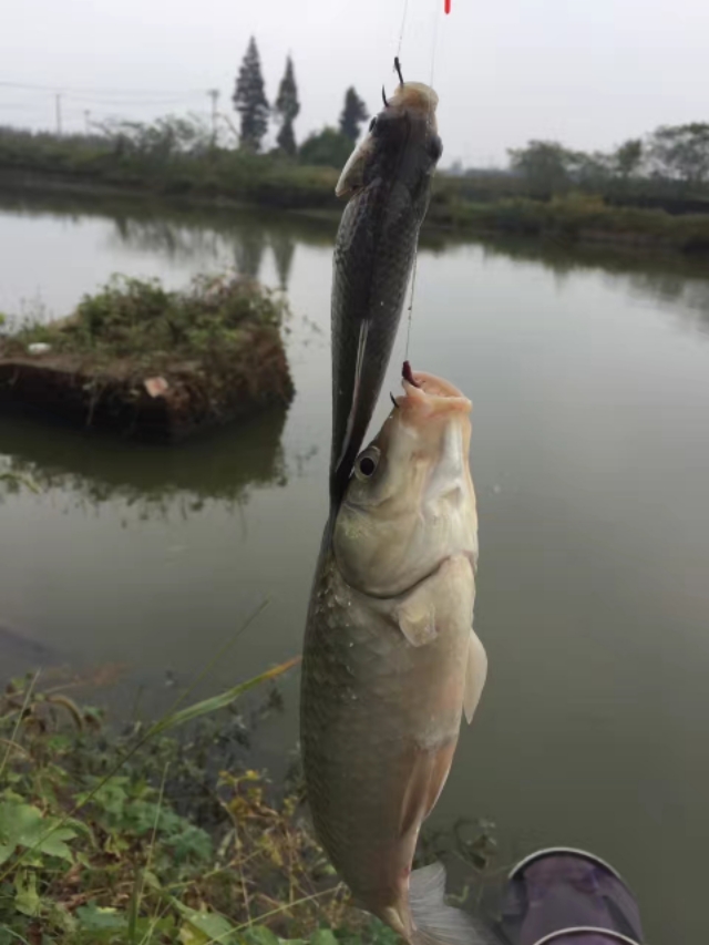 天凉了野钓该怎么钓,天热钓鲫鱼的正确方法