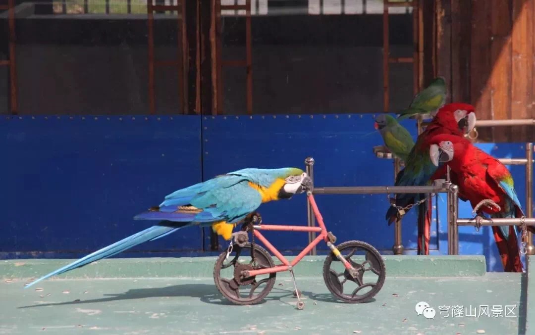 热闹春节行：春节在穹窿山留下的温暖回忆……